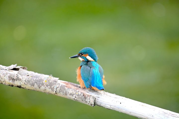 Ijsvogel in de natuur